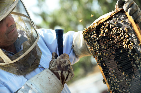 A beekeeper is collecting honeyのeditorial素材