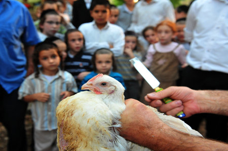 ASHDOD - SEPTEMBER 15 : Jewish children look at "Kaparot" ceremony held on September 15 2010 in Ashdod Israel.のeditorial素材