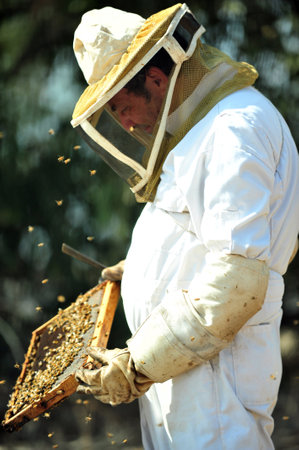 ASHKELON - SEPTEMBER 02: An Israeli beekeeper is collecting honey for Rosh Hashana on September 02 2010 in Kibbutz Yad Mordechai, Israelのeditorial素材