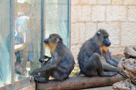 Baboon in Jerusalem Biblical Zoo, Jerusalem Israel.のeditorial素材