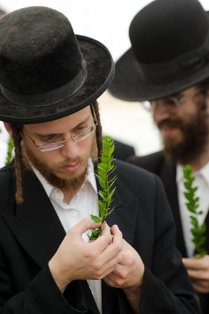 ASHDOD - OCTOBER 12 : Jewish ultra-orthodox man inspect Aravah at a four species market for the Jewish holiday of Sukkot on October 12 2011 in Ashdod,Israel.のeditorial素材