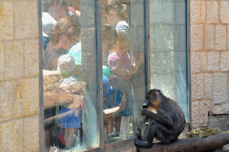 Baboon in Jerusalem Biblical Zoo, Jerusalem Israel.のeditorial素材