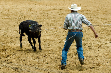 TAIPA - DECEMBER 01:Cowboy Successfully Roping a steer during a rodeo show on December 01 in Taipa, New Zealand. The roping contest has originally developed from cowboys who hold cattle for doctoring.のeditorial素材