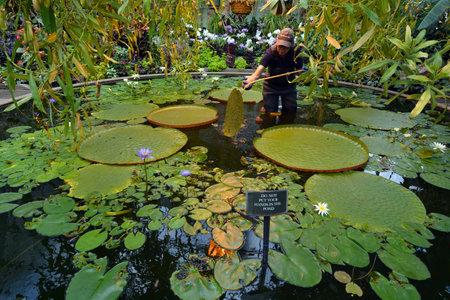 AUCKLAND - NOV 22 2015:Gardner in Auckland Winter Gardens in Auckland New Zealand.Rare and spectacular plants in an ever-changing display been exhibited free to the public since 1913.のeditorial素材