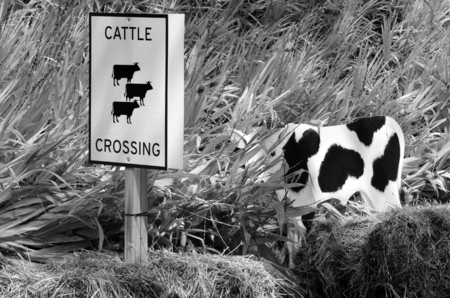 Cattle crossing sign on a country roadside. (BW)の写真素材