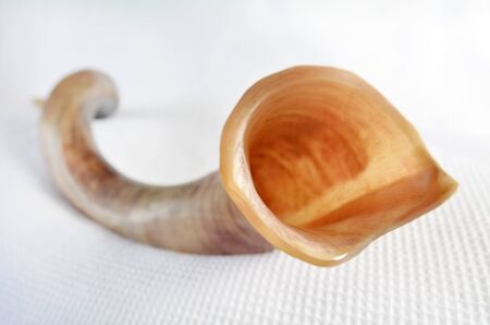 Shofar (horn) from the horn of a Greater kudu over white background on Rosh Hashanah and Yom Kippur High Holidays. Traditional Jewish holiday symbol. Concept with copy spaceの写真素材