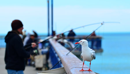 CHRISTCHURCH - DEC 07 2015:Fisherman fishing from New Brighton Pier. The pier is one of Christchurch main tourist attractions, spanning 300 meters long, it is the longest pier in the Australasiaのeditorial素材