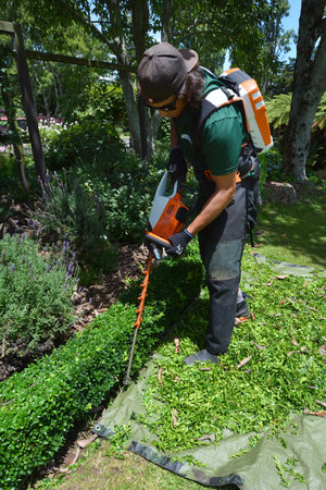 HAMILTON, NZL - JAN 15 2016: Gardener trimming plants in a garden with a trimmer.Forest gardening, a...