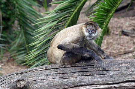 Terrified Spider monkey Ateles geoffroyi sits on a tree log. It live in tropical forests of Central...