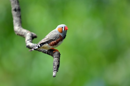 Zebra finch exotic bird Taeniopygia guttata sits on a tree branch. Zebra finches inhabit a wide...