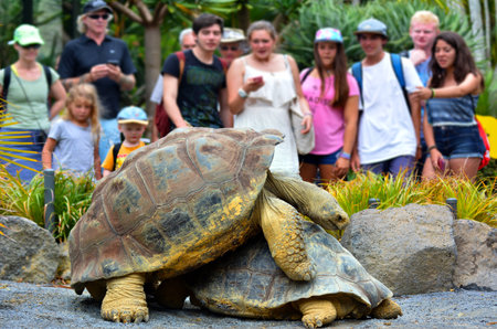 AUCKLAND - JAN 19 2015: People watch two Galapagos tortoise mating. A full-grown Galapagos tortoise can weigh 260kg and It can live more than 150 years.のeditorial素材