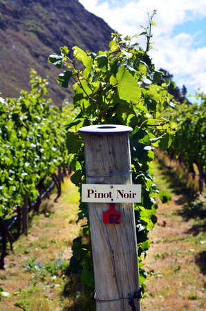 Pinot Noir sign on grape vine in Gibbston valley in Otago, south Island of New Zealand.の写真素材