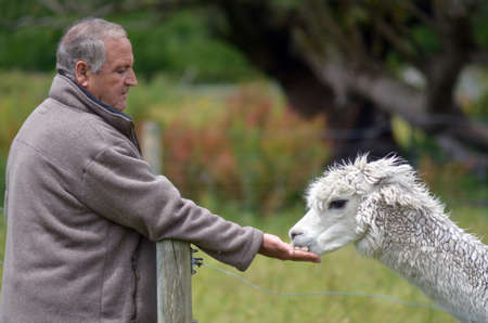 Confident mature man feeds Llama from his hands.の写真素材