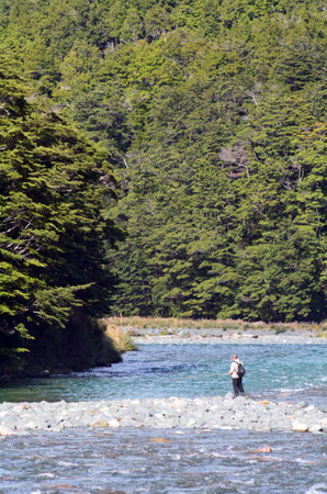 FIORDLAND,NZ - JAN 15:Fisherman fly fishing in Eglinton River on Jan 15 2014.NZ has a world-renowned wild trout fishery and Fiordland area offers many rivers, streams and lakes in stunning locations.のeditorial素材