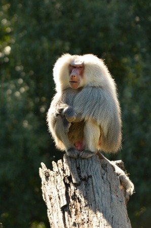 Male Hamadryas baboon sit on a tree log, native to the Horn of Africa and the southwestern tip of...