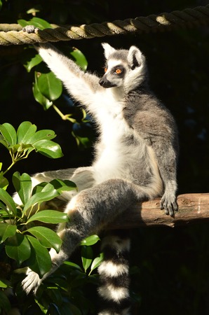Ring-tailed lemur sit on a tree branch looks away.The ring-tailed lemur is listed as endangered by...