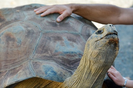 Human hands petting Galapagos tortoise. Today, giant tortoises exist only on two remote archipelagos: the Galapagos 1000 km  west of Ecuador, and Aldabra in the Indian Ocean, 700 km east of Tanzania.の写真素材