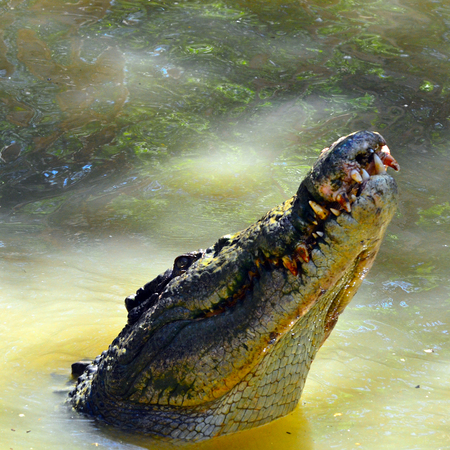 Jaws of a Saltwater crocodile face covered with blood leap out of the water in a river in Queensland Australiaの写真素材