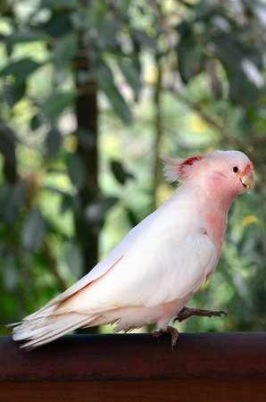 Major Mitchell Cockatoo (Lophochroa leadbeateri), in the tropical north of Queensland, Australia.の写真素材