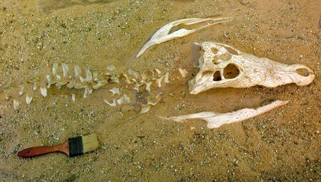 Archaeology excavation of a Saltwater crocodile skeleton bury in the sand in Queensland, Australia. The saltwater crocodile is the largest species of crocodile.の写真素材