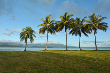 Row of palm trees on the coast of Port Douglas in the tropical north of  Queensland,  Australiaの写真素材