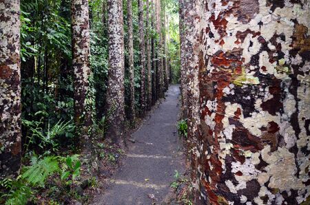 Paronella Park in the tropical north of Queensland Australia