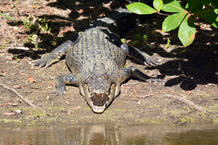 Saltwater crocodile rest on a river bank with his jaws open in Queensland Australiaの写真素材