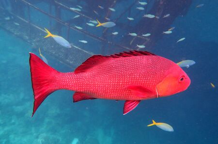 Big Snapper fish swim underwater in the Great Barrier Reef Queensland Australiaの写真素材