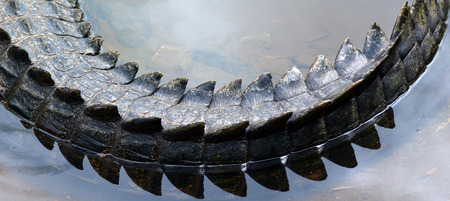 Saltwater crocodile tail in a river in Queensland Australiaの写真素材