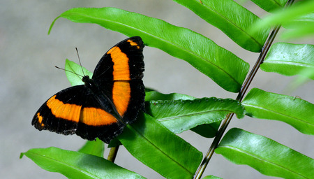North Queensland Day Moth (Alcides metaurus) sit on a plant endemic  to the tropical north of Queensland, Australiaの写真素材