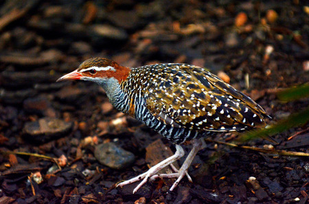 Buff-banded rail (Gallirallus philippensis) walks on the ground in Queensland, Australiaの写真素材