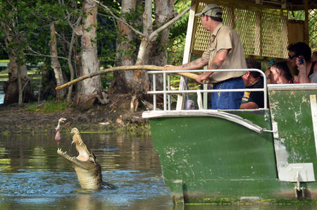 QUEENSLAND, AUS - APR 21 2016:Crocodile trainer feeds a Saltwater Crocodiles in a river in Queensland Australia. Crocodiles have the strongest bite of any animal in the world.のeditorial素材