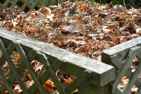 Dry tree leaves in a garden compost in during the Autumn season.