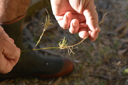 Man hand holds a Couch grass or twitch grass in his home garden.