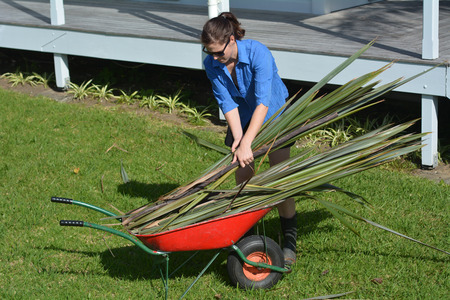 Young New Zealander woman collect flax leaves into a wheelbarrow.