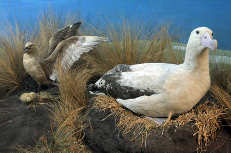 Short-tailed albatross  family. Once common, it was brought to the edge of extinction by the trade in feathers, but with protection has recently made a recovery.の写真素材