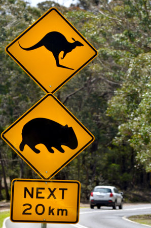 Sydney, Australia - OCT 23 2016:Car pass a warning road sign to beware of Kangaroo and Wombat. Hundreds of thousands of wild animals are killed each year after being hit by motor vehicles on Australian roads.のeditorial素材