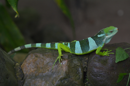 Fiji banded iguana, one of the few species of iguanas found outside of the New World and one of the most geographically isolated members of the family Iguanidae.の写真素材