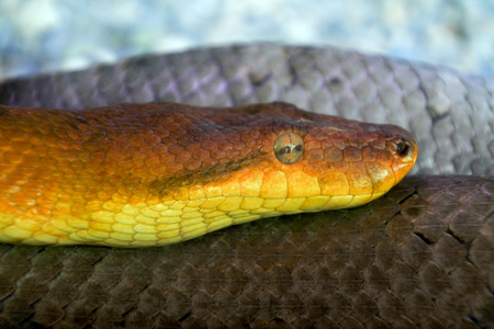 Candoia bibroni Fiji boa, a nonvenomous boa species endemic to Melanesia and Polynesia.