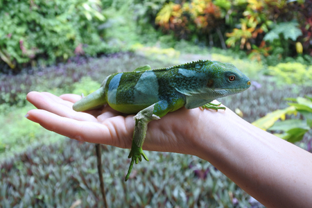 Person holds a Fiji banded iguana.Fiji iguanas are considered a national treasure by the government of Fiji, and its likeness has been featured on postage stamps, currency, and phone book covers.の写真素材