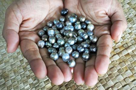 Indigenous Fijian woman hands holds a selection of raw Fiji Black lip oyster black pearls.の写真素材