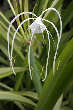 A common White Lilly, native flower of Fijiの写真素材