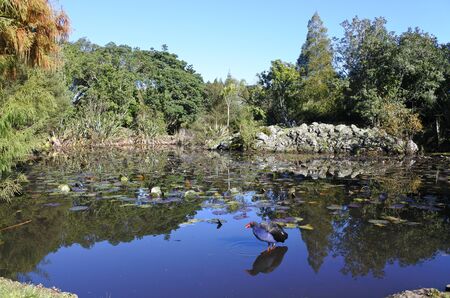 Australasian swamphen Pukeko in Western Springs park in Auckland, New Zealand.の写真素材