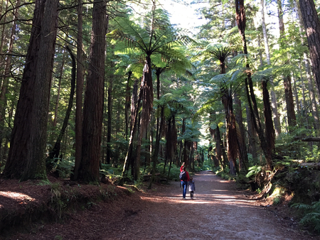 Woman and her daughter hike in Giant Redwoods forests in Rotorua North Island, New Zealand. California redwoods can grow over 350 ft tall and live to 2000 years old.の写真素材