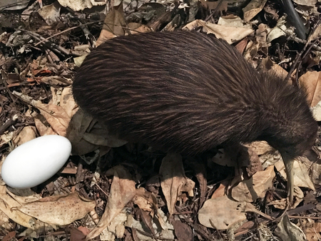 Above view of a North Island brown kiwi (Apteryx mantelli) bird and an egg in it's natural habitat at night.の写真素材