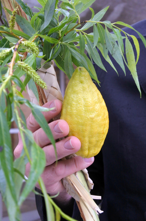Jewish orthodox man holds the Four Species - three types of branches and one type of fruit which are...
