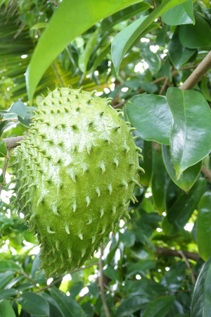 Soursop fruit grows on its tree in Rarotonga, Cook Islands.Food background and texture. Copy spaceの写真素材