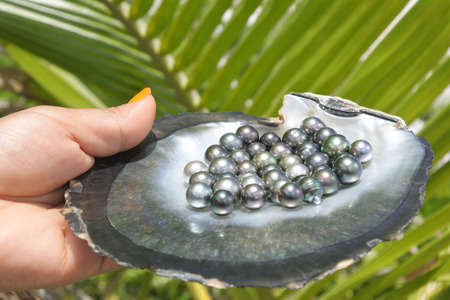 Pacific Islander woman hands holds a Black lip oyster shell with excellent round Tahitian Black...