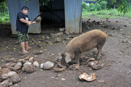 RAROTONGA - JAN 24 2018: Cook Islander farmer feeds a domestic pig in Rarotonga, Cook Islands.The pigs introduced to the locals when European explorers arrived to the Islands.のeditorial素材