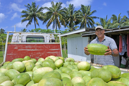 RAROTONGA -  DEC 23 2017:Cook Islander farmer  holds a watermelon. The Cook Islands is expanding its agriculture, mining and fishing sectors, with varying success.のeditorial素材